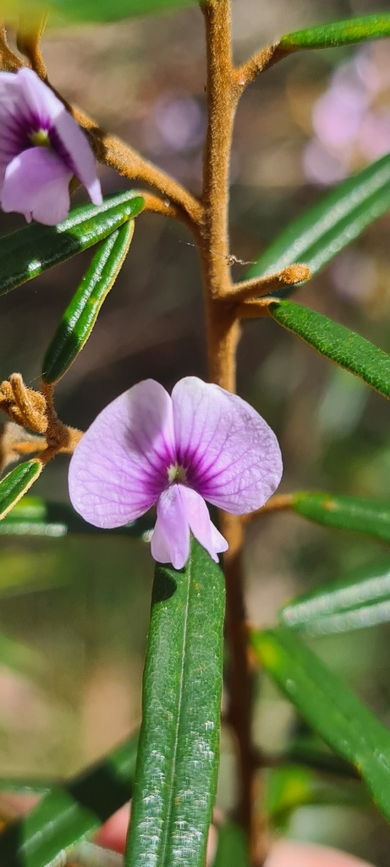Hovea longifolia photo 5
