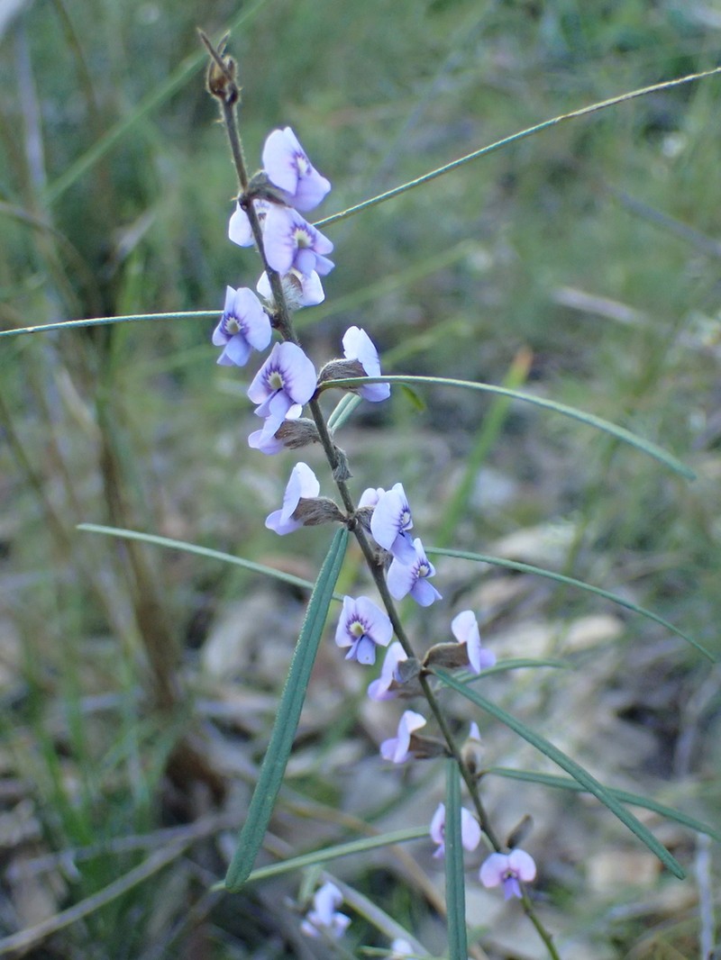 Hovea longifolia photo 6