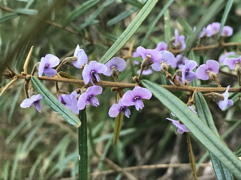 Hovea longifolia photo 7
