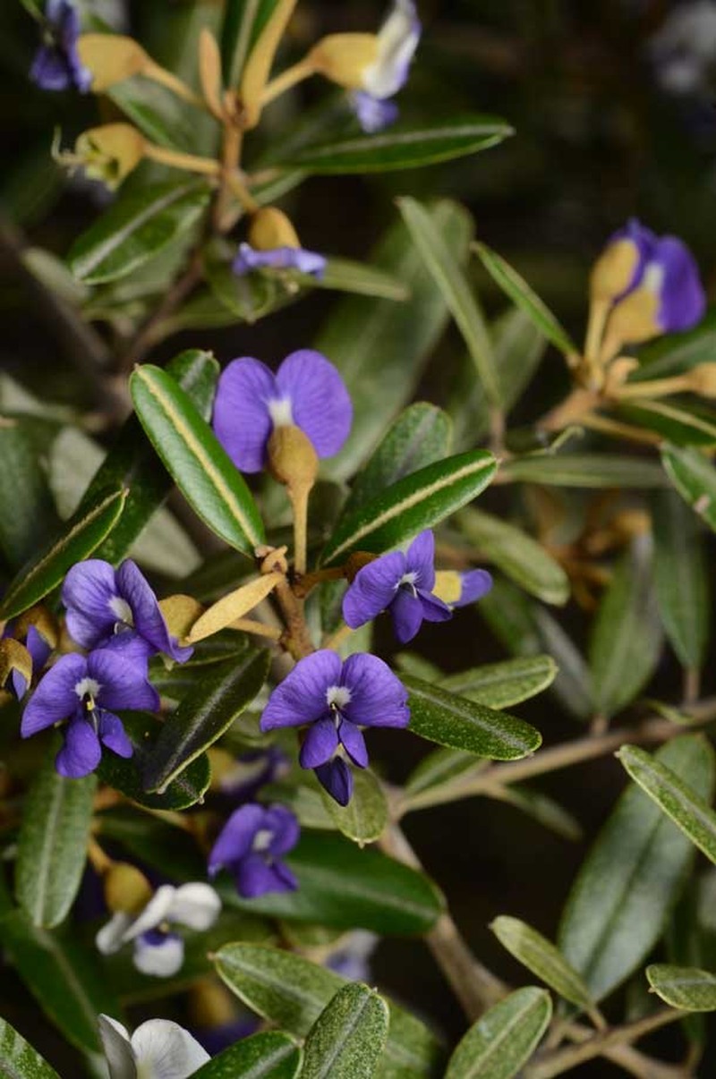 Hovea longipes