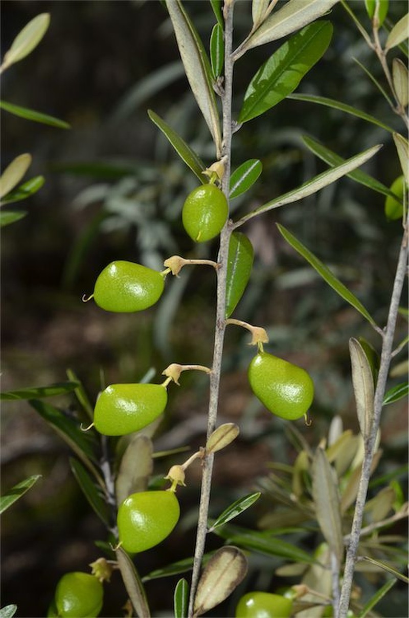 Hovea longipes photo 2