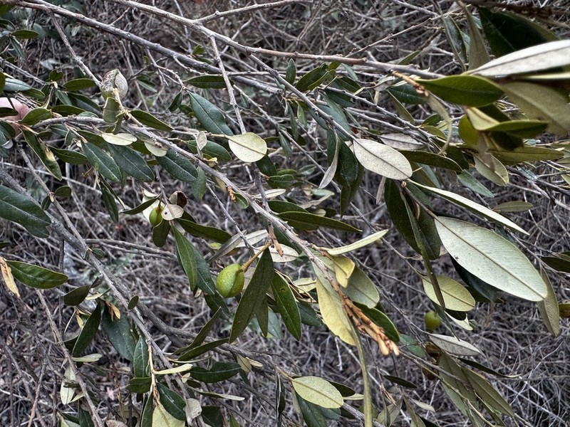 Hovea longipes photo 3