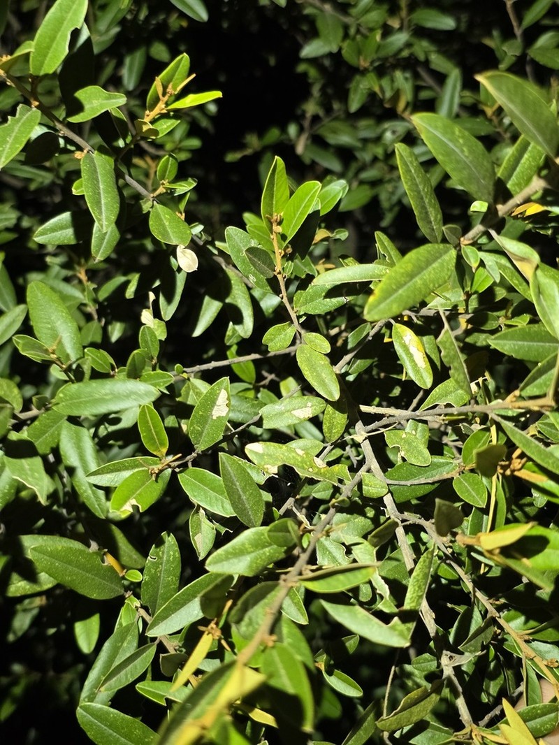 Hovea longipes photo 4
