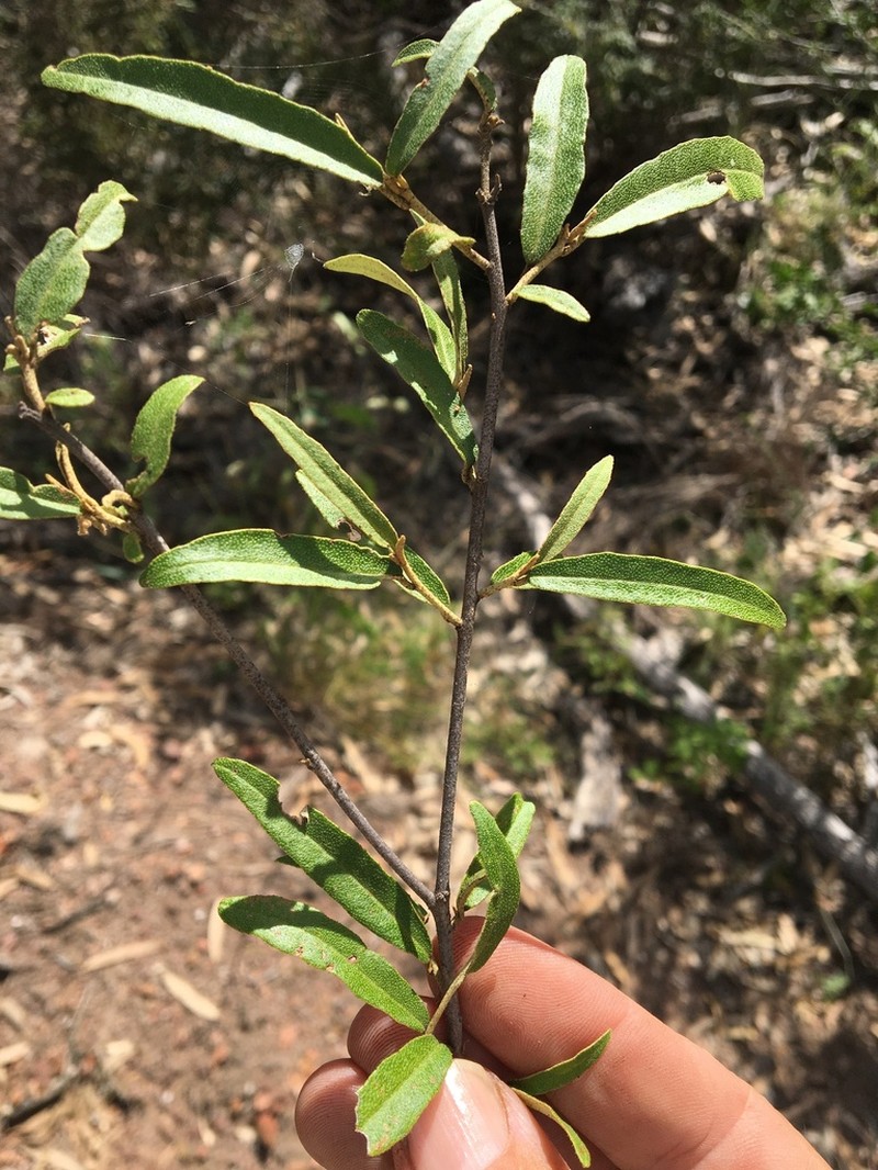 Hovea longipes photo 5