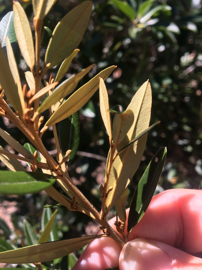 Hovea longipes photo 6