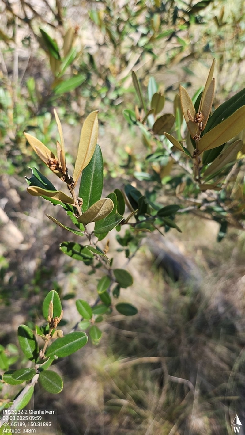 Hovea longipes photo 7
