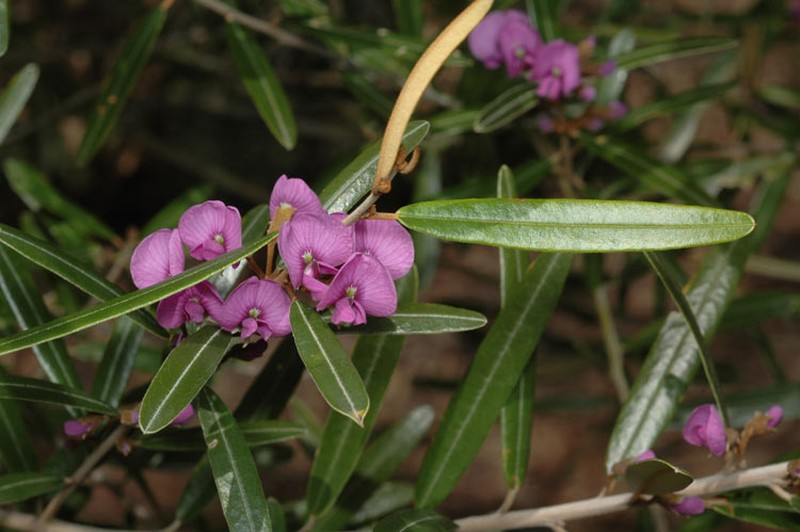Hovea lorata