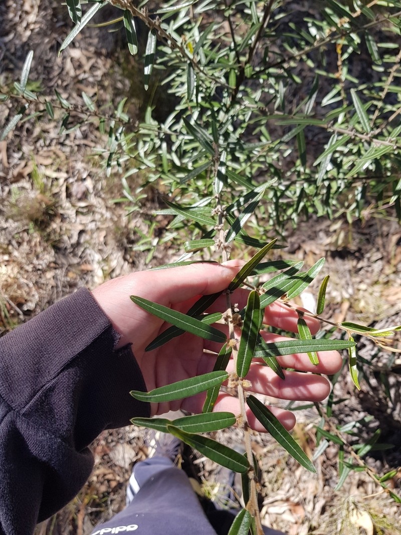 Hovea lorata photo 2