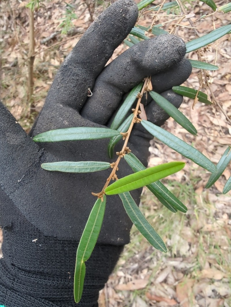 Hovea lorata photo 4