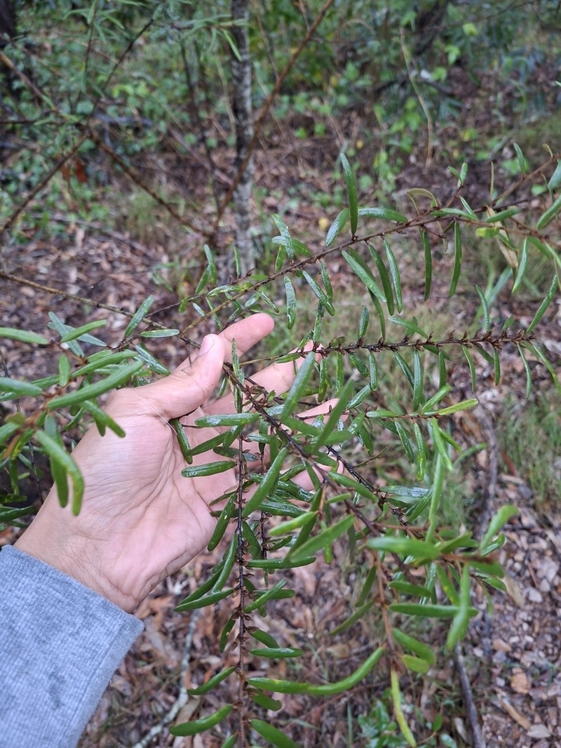 Hovea lorata photo 5