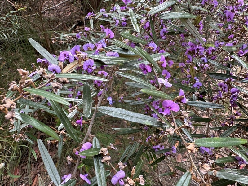 Hovea lorata photo 6
