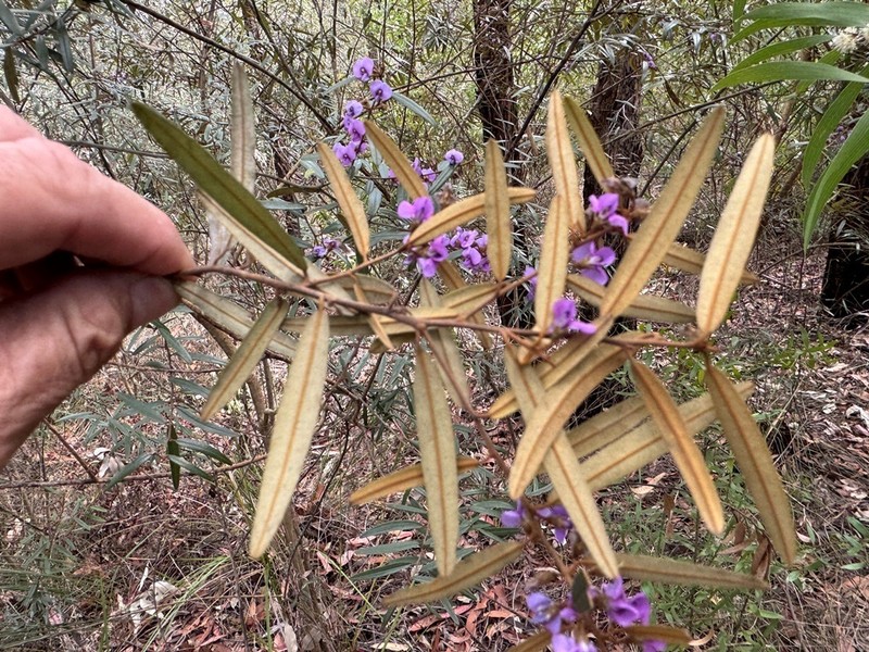 Hovea lorata photo 7