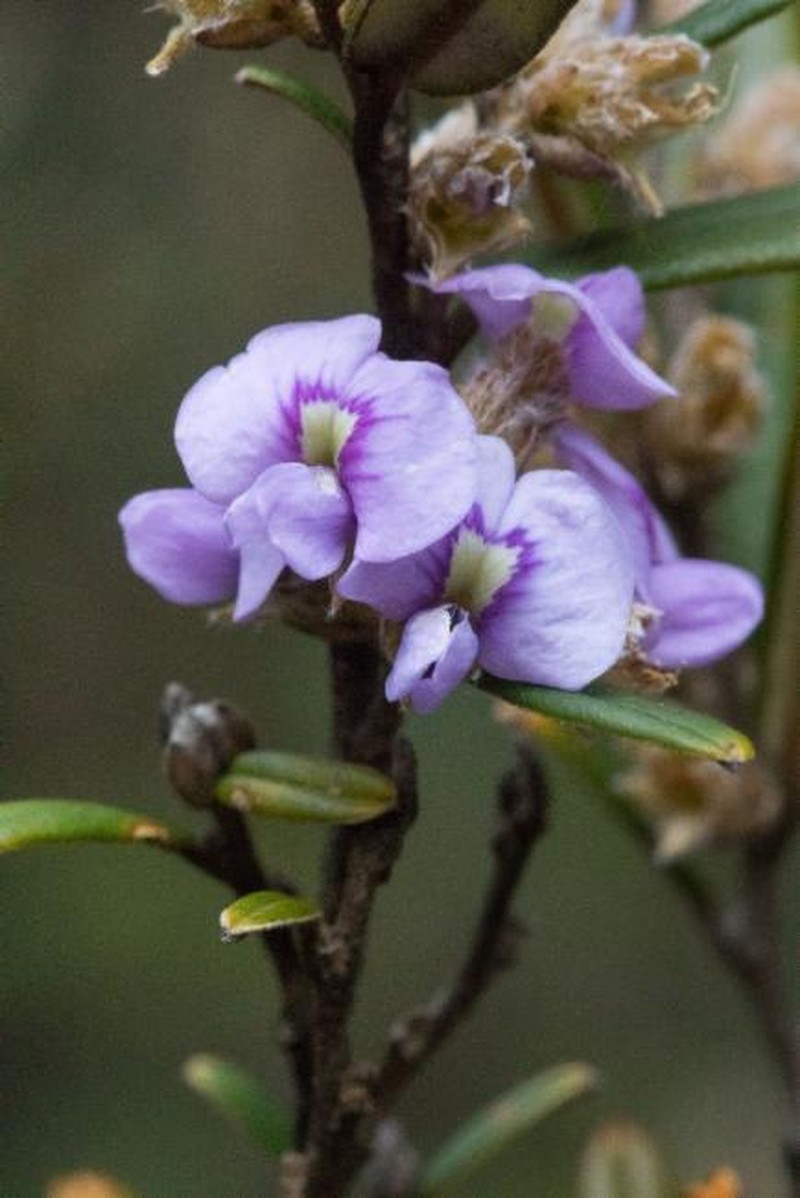 Hovea magnibractea