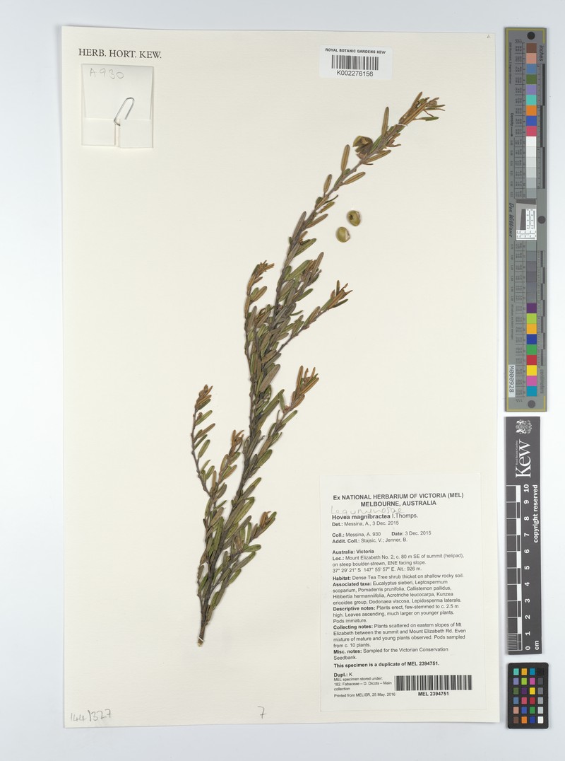 Hovea magnibractea photo 2