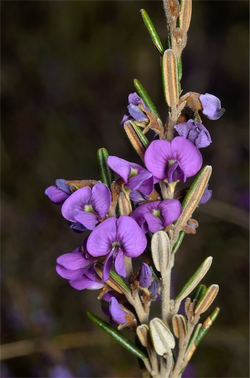 Hovea montana
