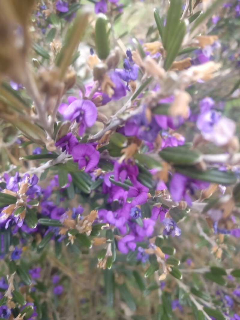 Hovea montana photo 2