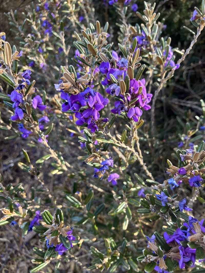 Hovea montana photo 3