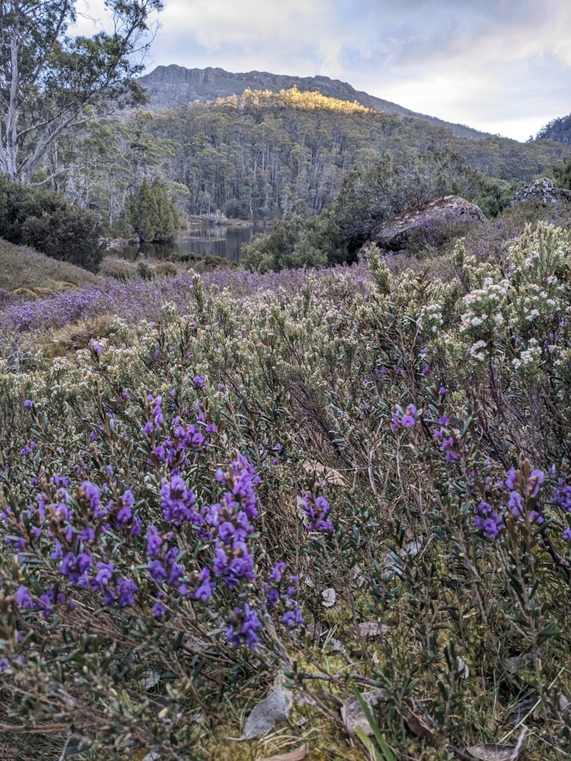 Hovea montana photo 4