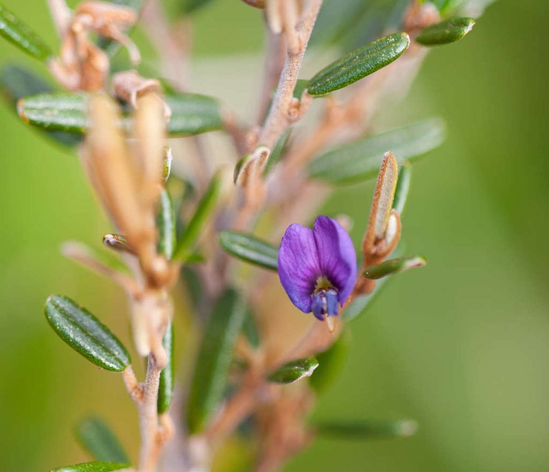 Hovea montana photo 5