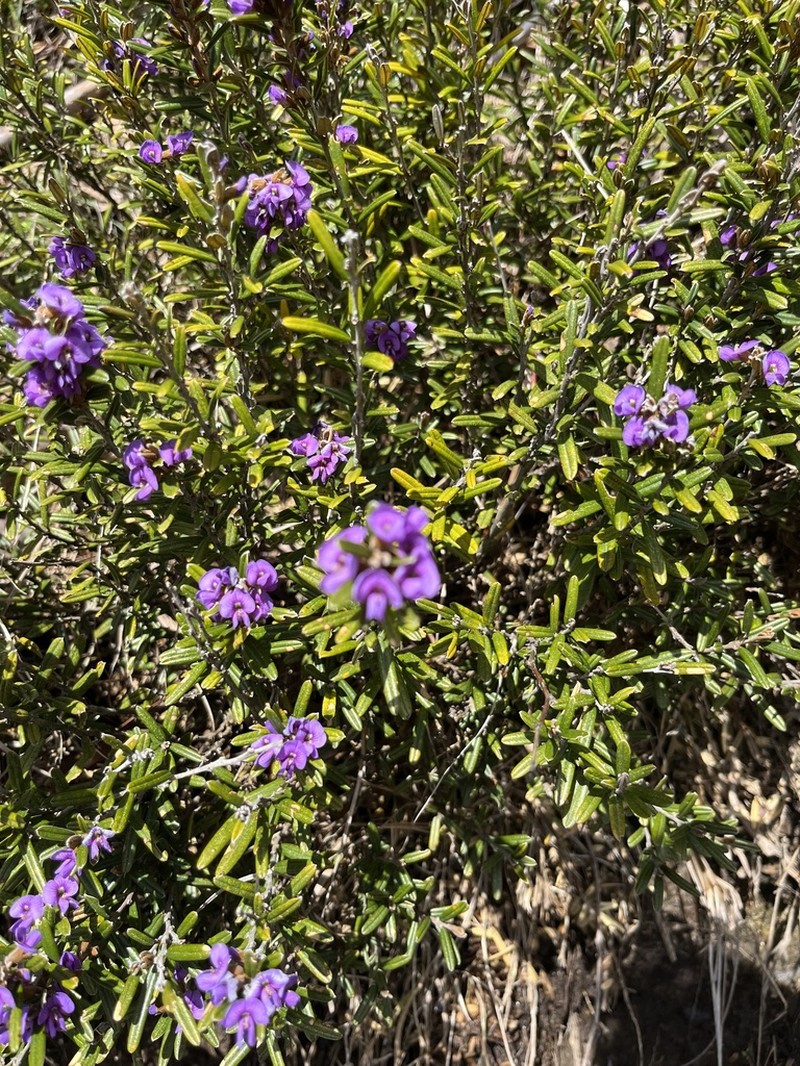 Hovea montana photo 6