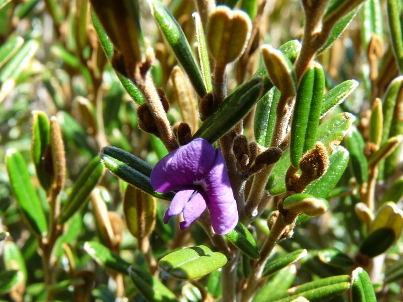 Hovea montana photo 7