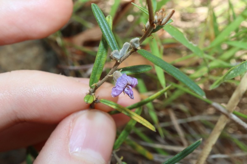 Hovea nana