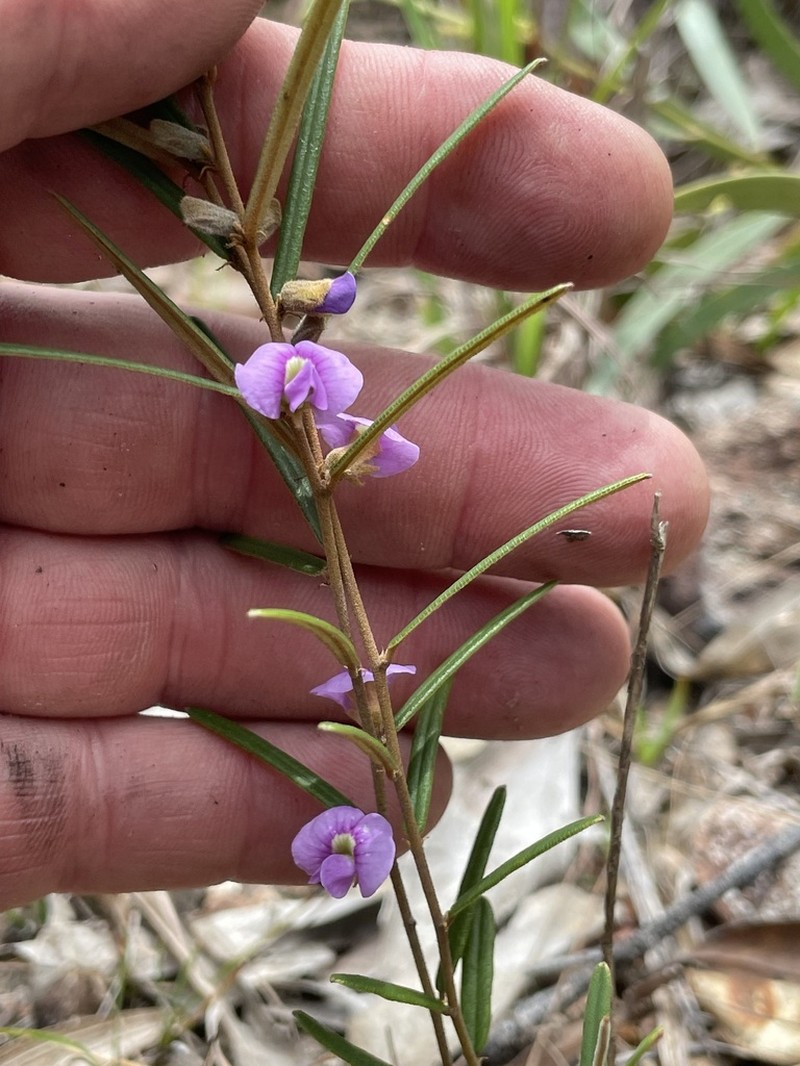 Hovea nana photo 2