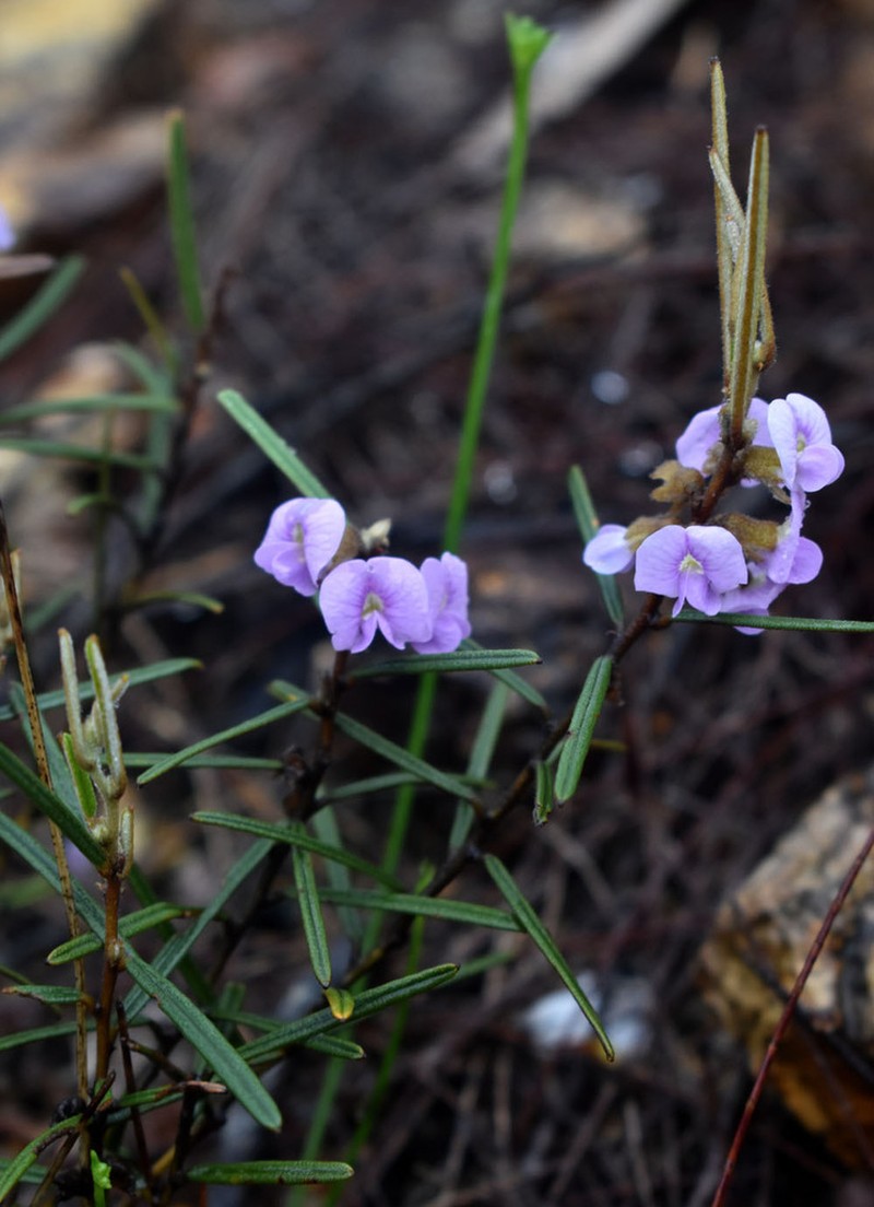 Hovea nana photo 3