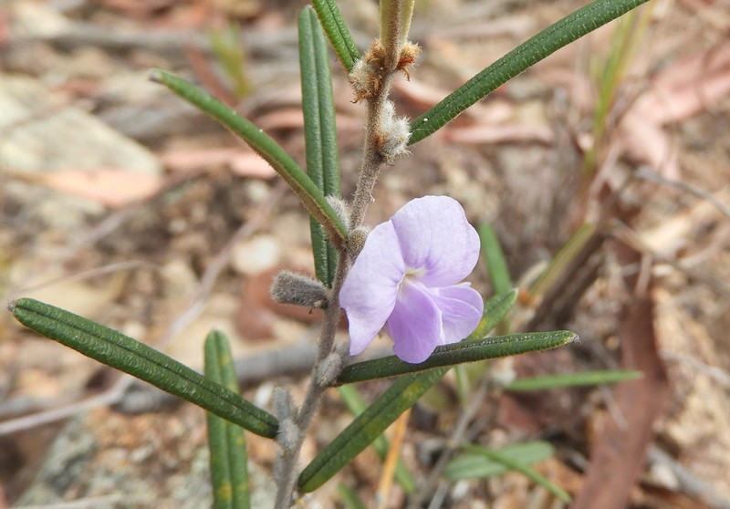 Hovea nana photo 4