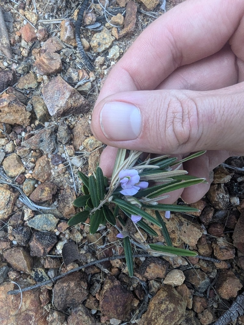 Hovea nana photo 5