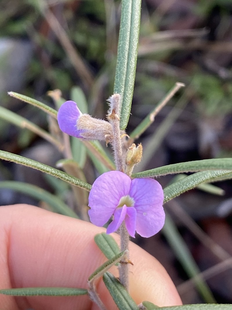 Hovea nana photo 6
