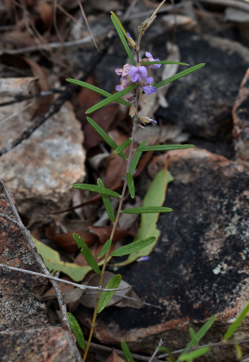 Hovea nana photo 7