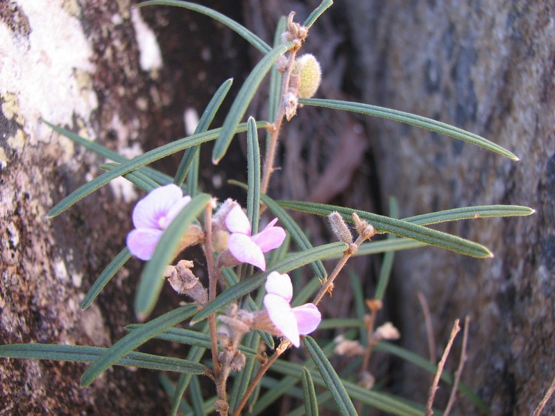Hovea nana photo 8