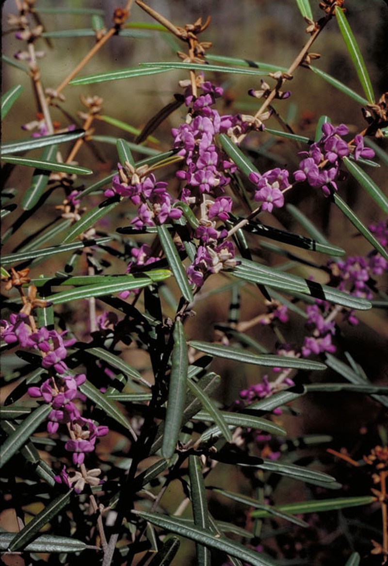 Hovea nitida