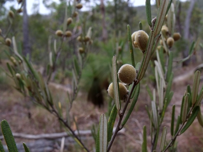 Hovea nitida photo 2