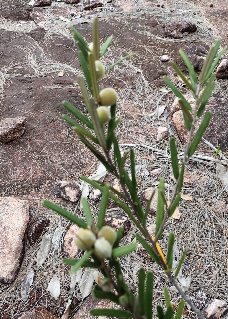 Hovea nitida photo 3