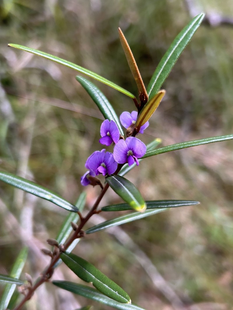 Hovea nitida photo 4