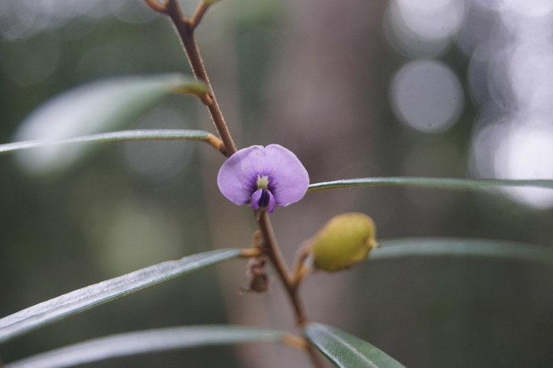 Hovea nitida photo 5