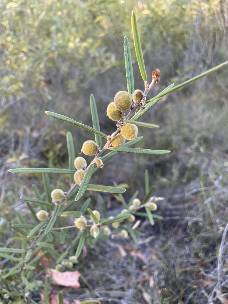 Hovea nitida photo 6