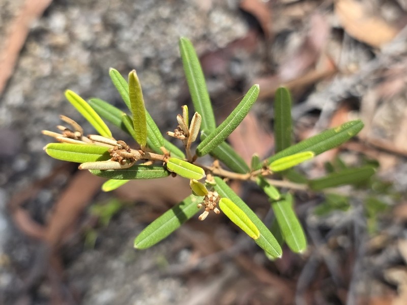 Hovea nitida photo 7