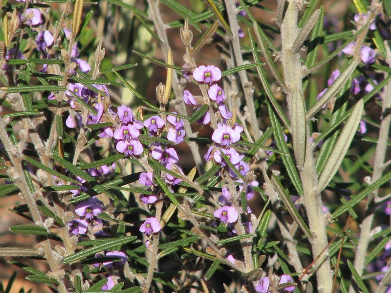 Hovea pannosa