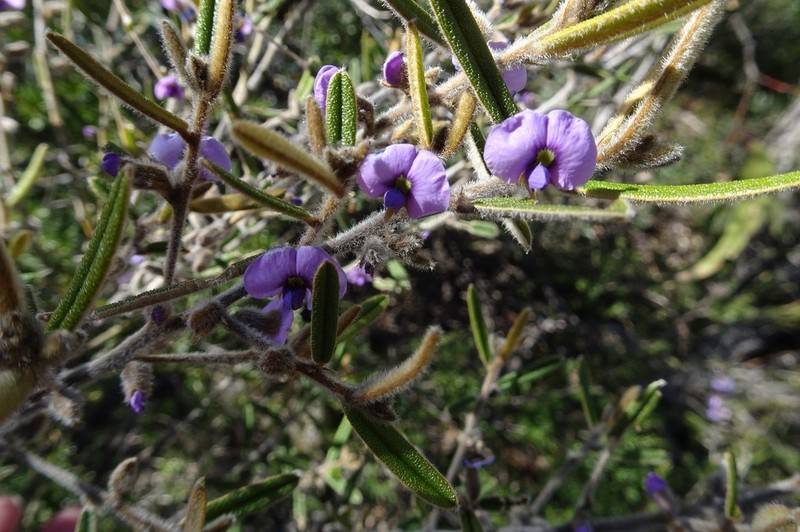 Hovea pannosa photo 2