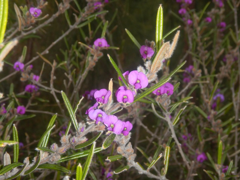 Hovea pannosa photo 3