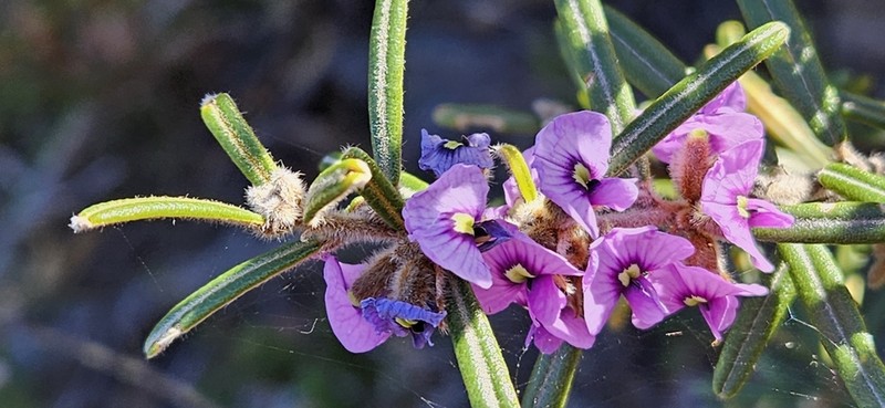 Hovea pannosa photo 4