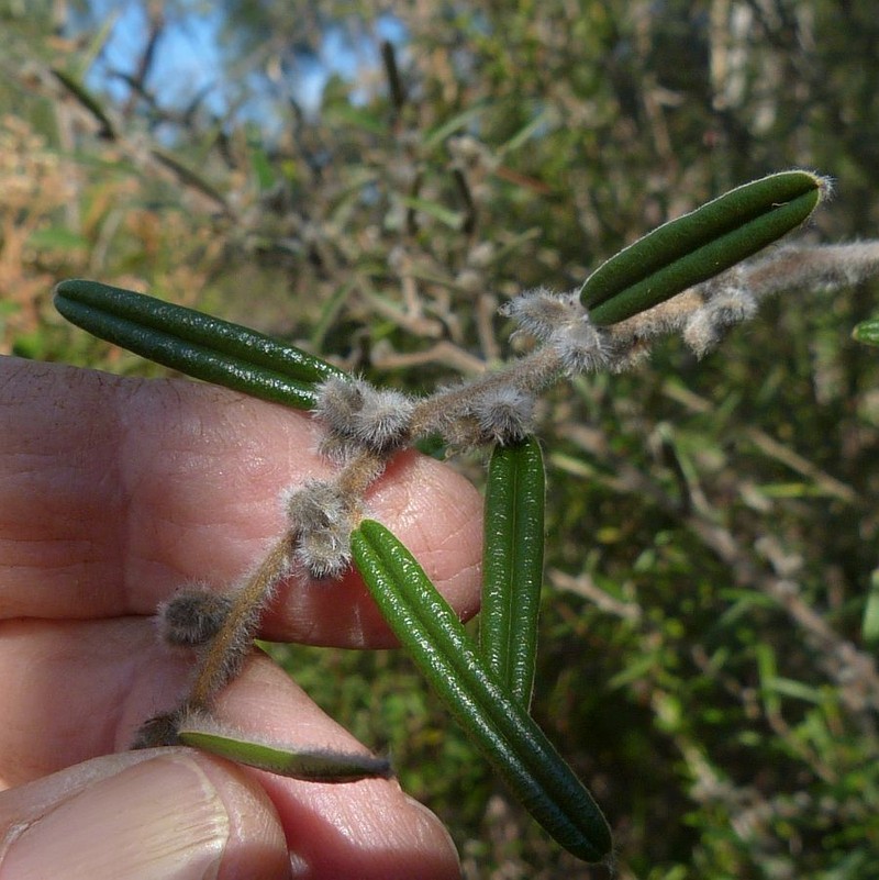 Hovea pannosa photo 5