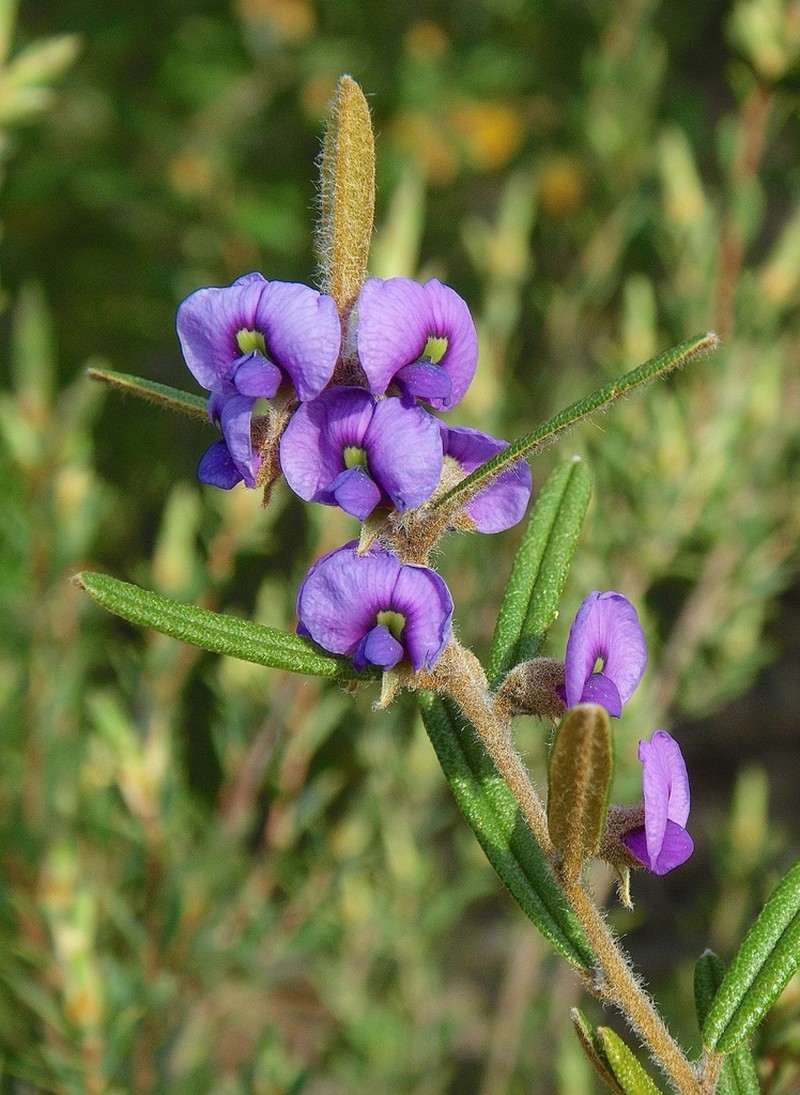 Hovea pannosa photo 7