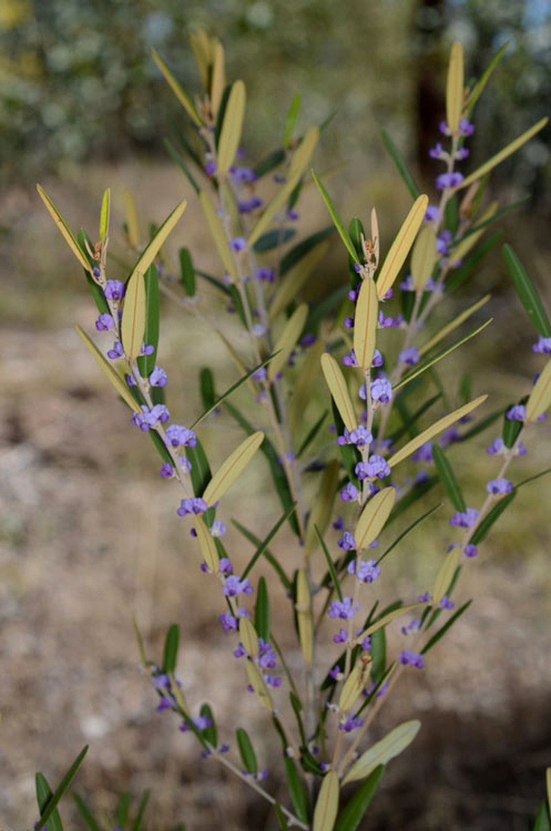 Hovea parvicalyx