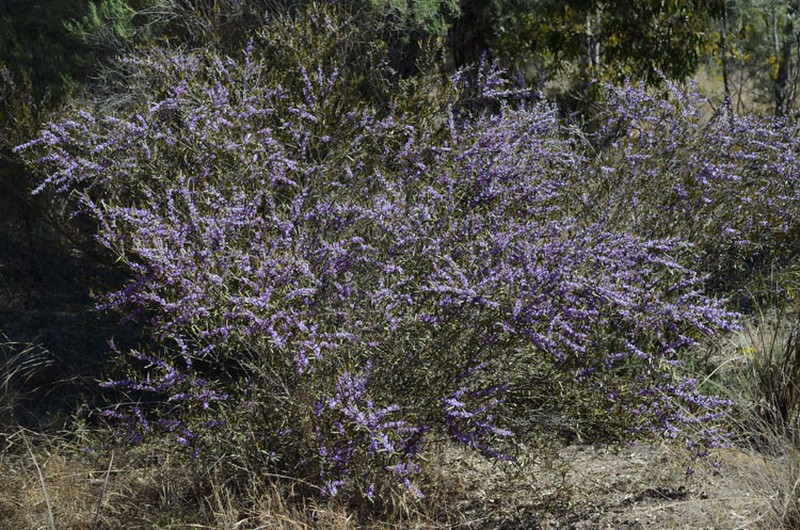 Hovea parvicalyx photo 2