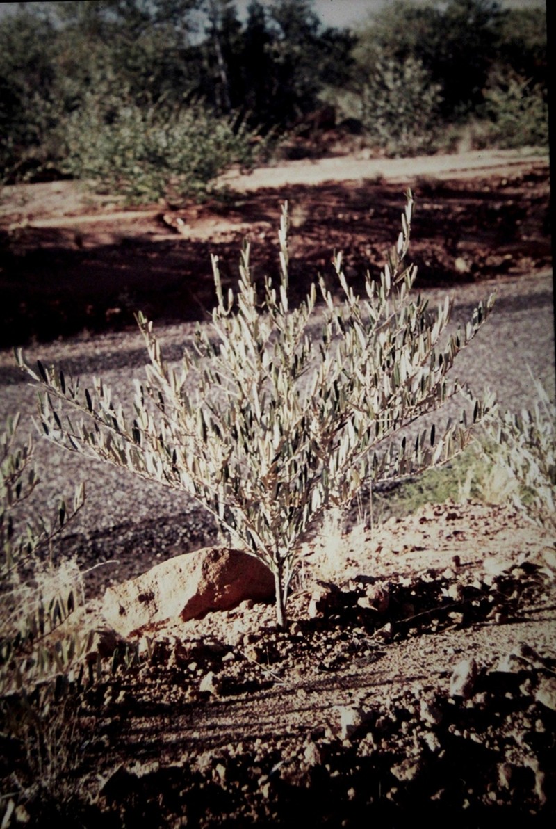 Hovea parvicalyx photo 3