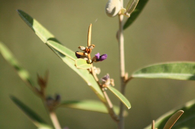 Hovea parvicalyx photo 4